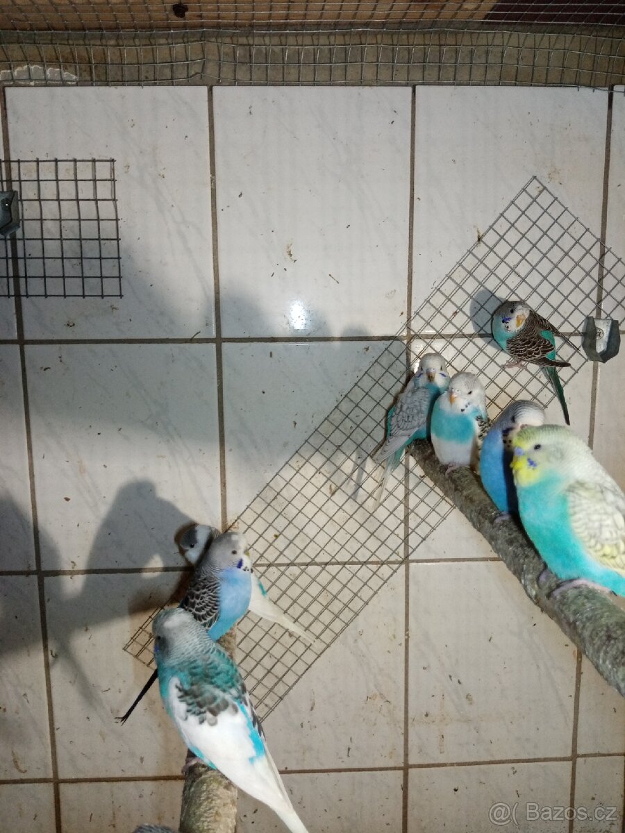 Andulka - andulky - 6