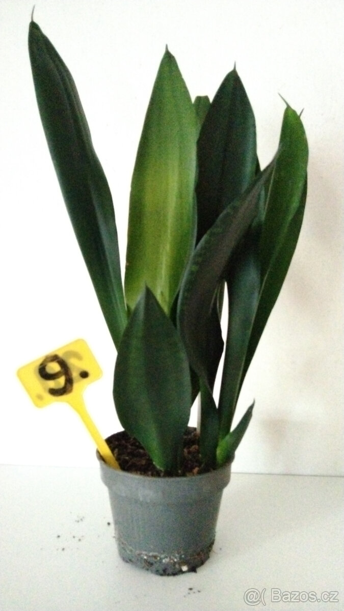 Tchýnin jazyk Sansevieria - různé druhy - 6