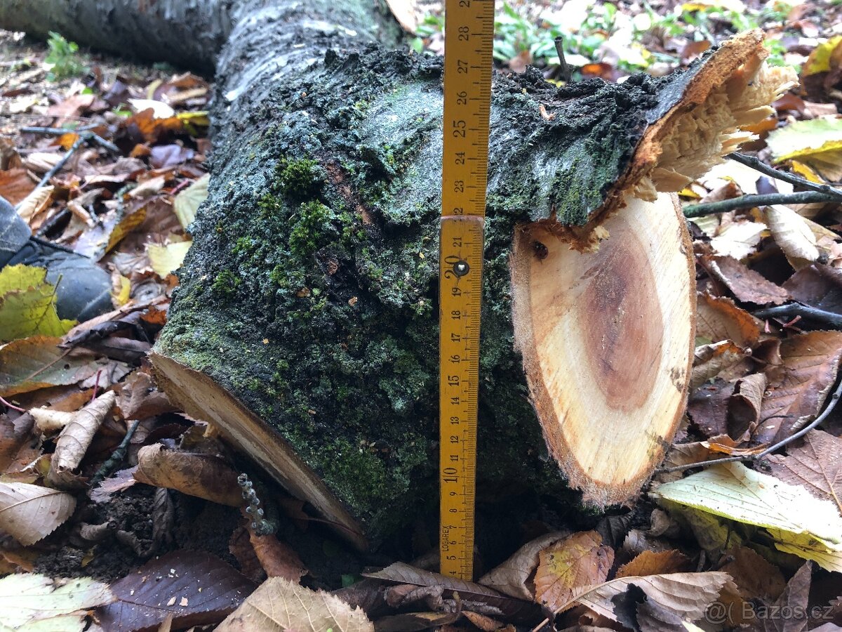 Prodám kmen třešně - vhodné pro řezbáře nebo stolaře - 6