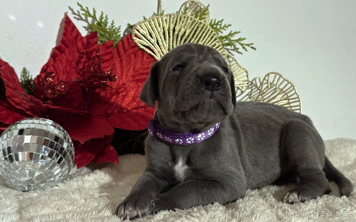 Německá doga modrá - 6