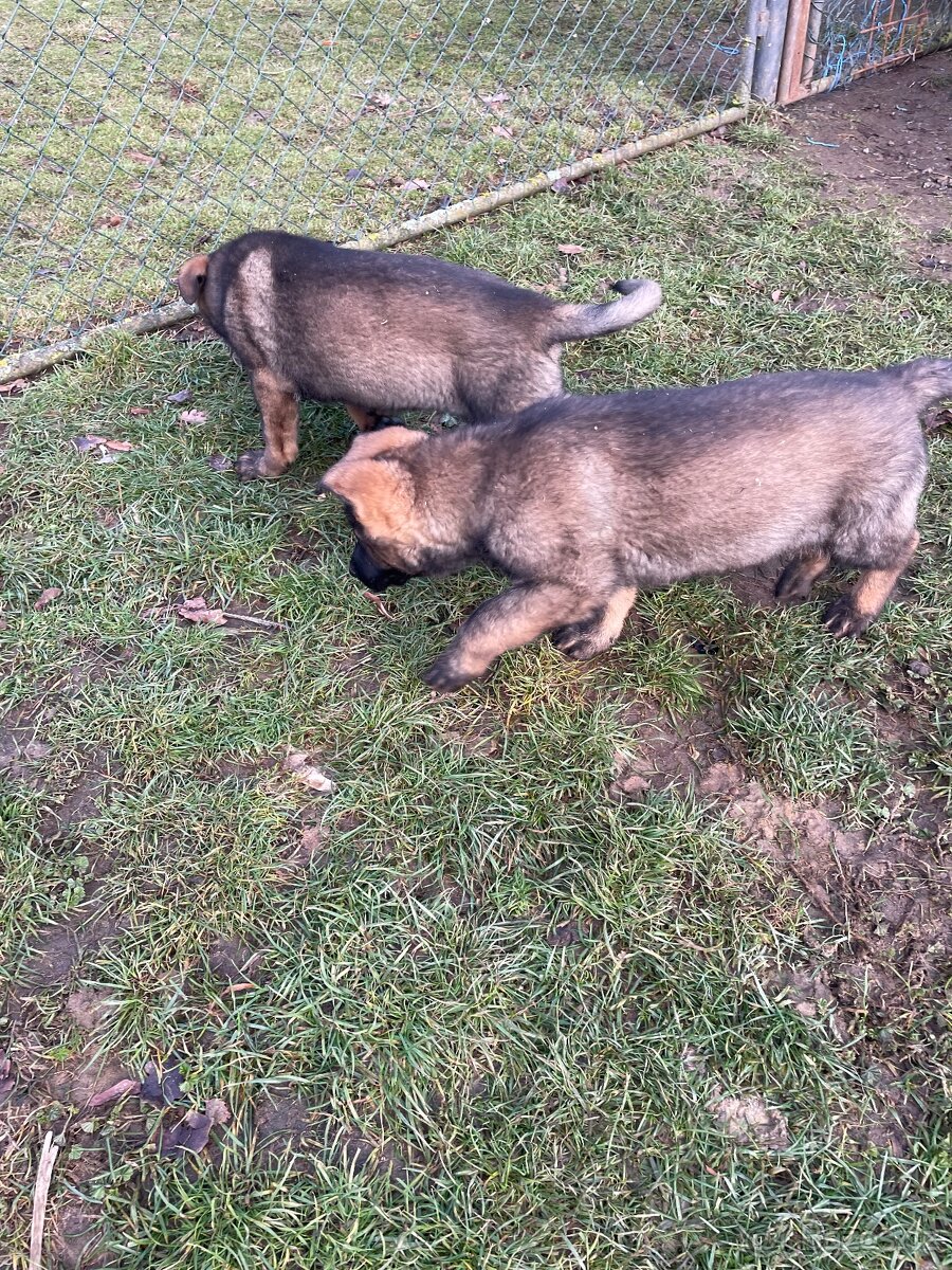 Německý ovčák - 6