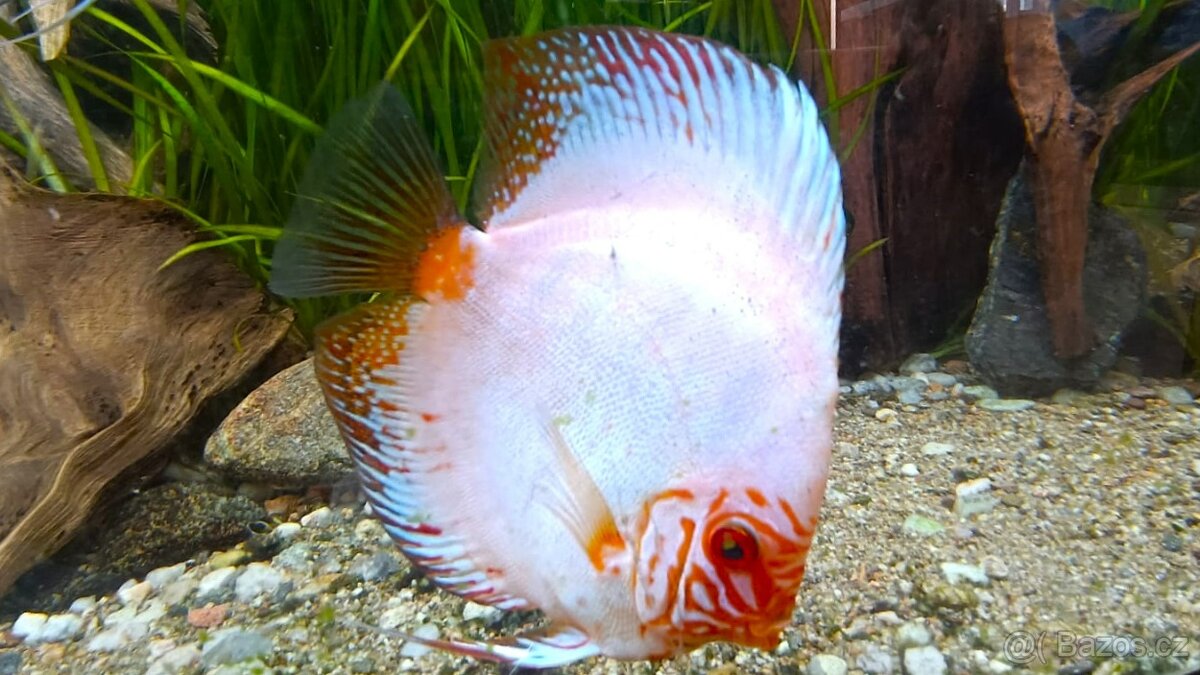 Tetra Discus Granules - granule pro terčovce - 6