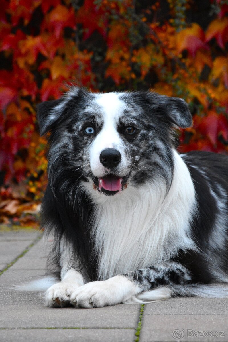 Krycí pes border kolie s PP FCI, nabídka krytí - 6