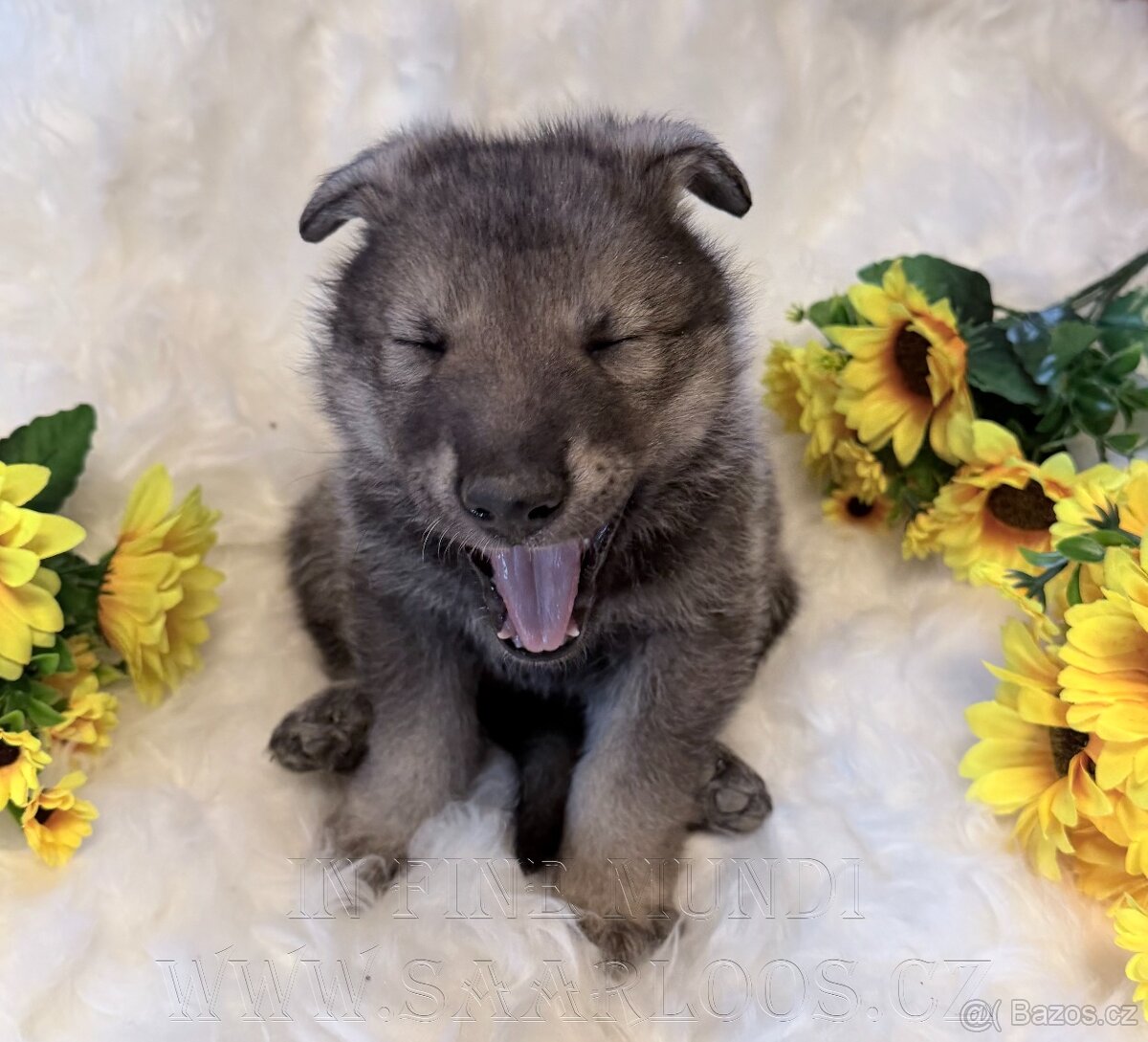 Saarloosův vlčák - 6