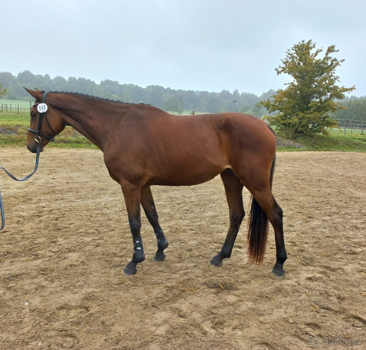Tříletá oldenburská klisna na prodej - 6