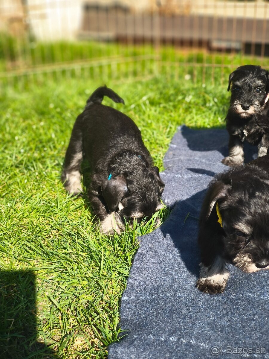 Knírač malý černostříbřitý - 6