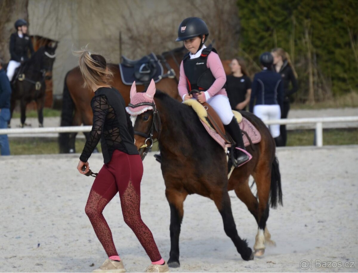 6letá klisna Welsh - 6