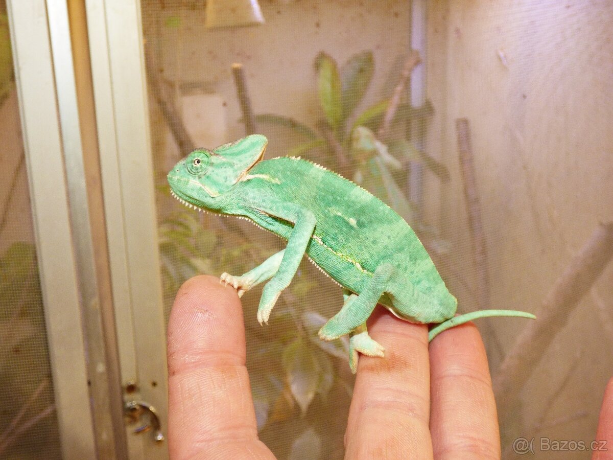 Chameleon jemenský (Chamaeleo calyptratus) - 6