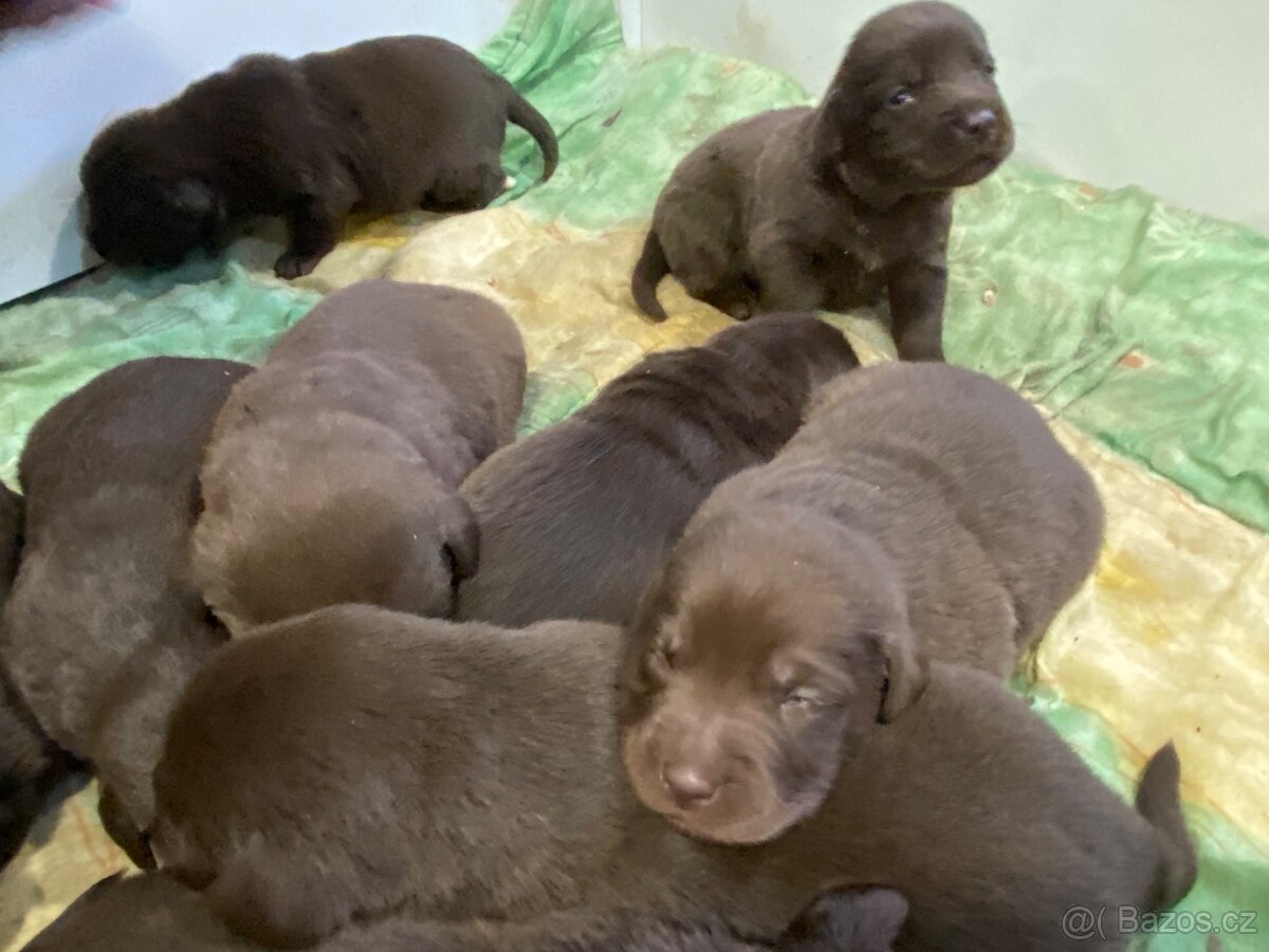 Čokoládový labrador šteniatká - 6