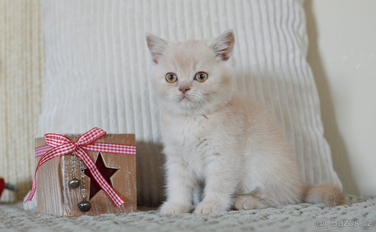 Britská krátkosrstá kočka s PP - 6