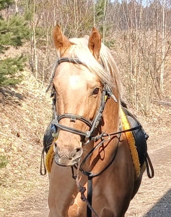 Hřebec / valach welsh part bred - 6