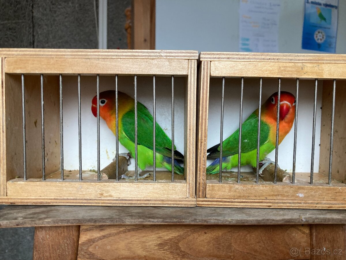 Agapornis fischeri - 6