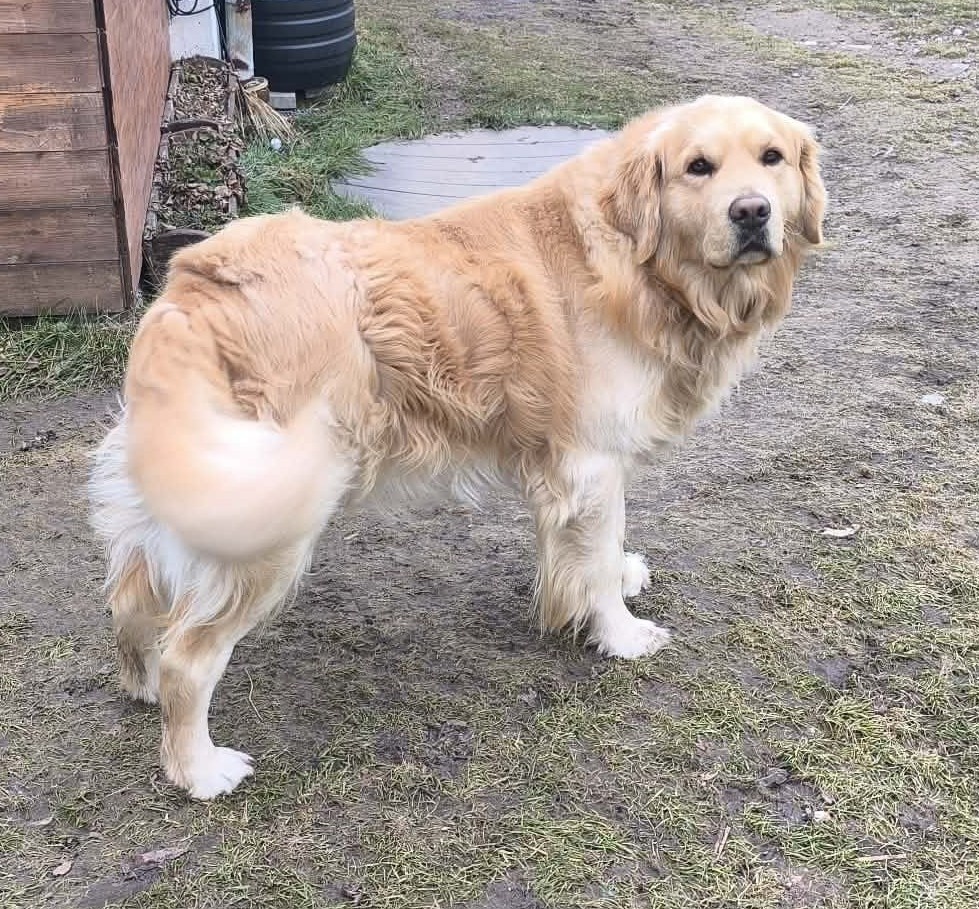 Zlatý retrívr - štěňata - 6