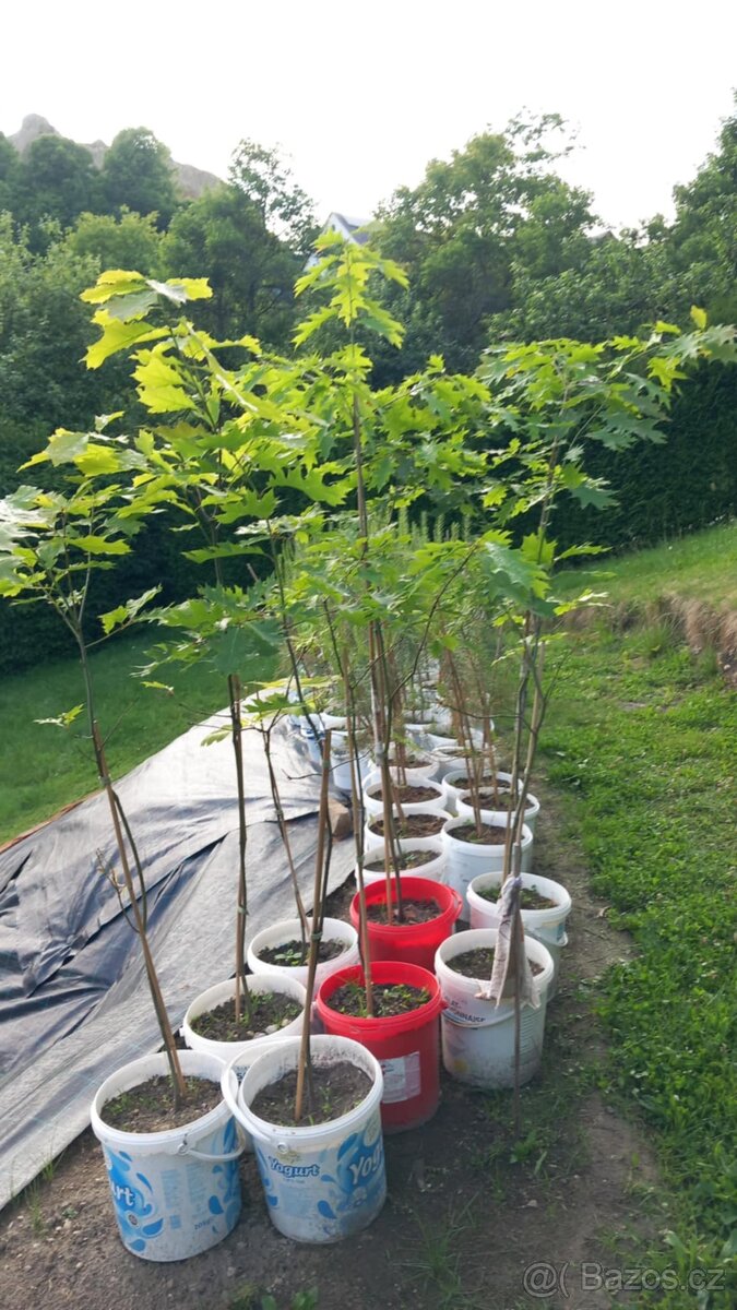 Prodej stromků - 6