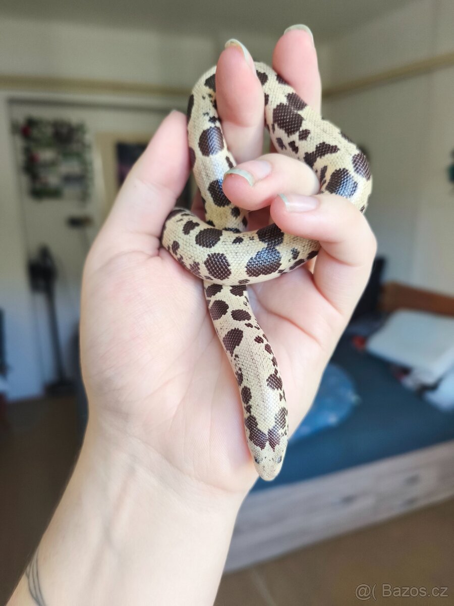 Eryx Colubrinus - Hroznýšek pestrý 0.1 - 6