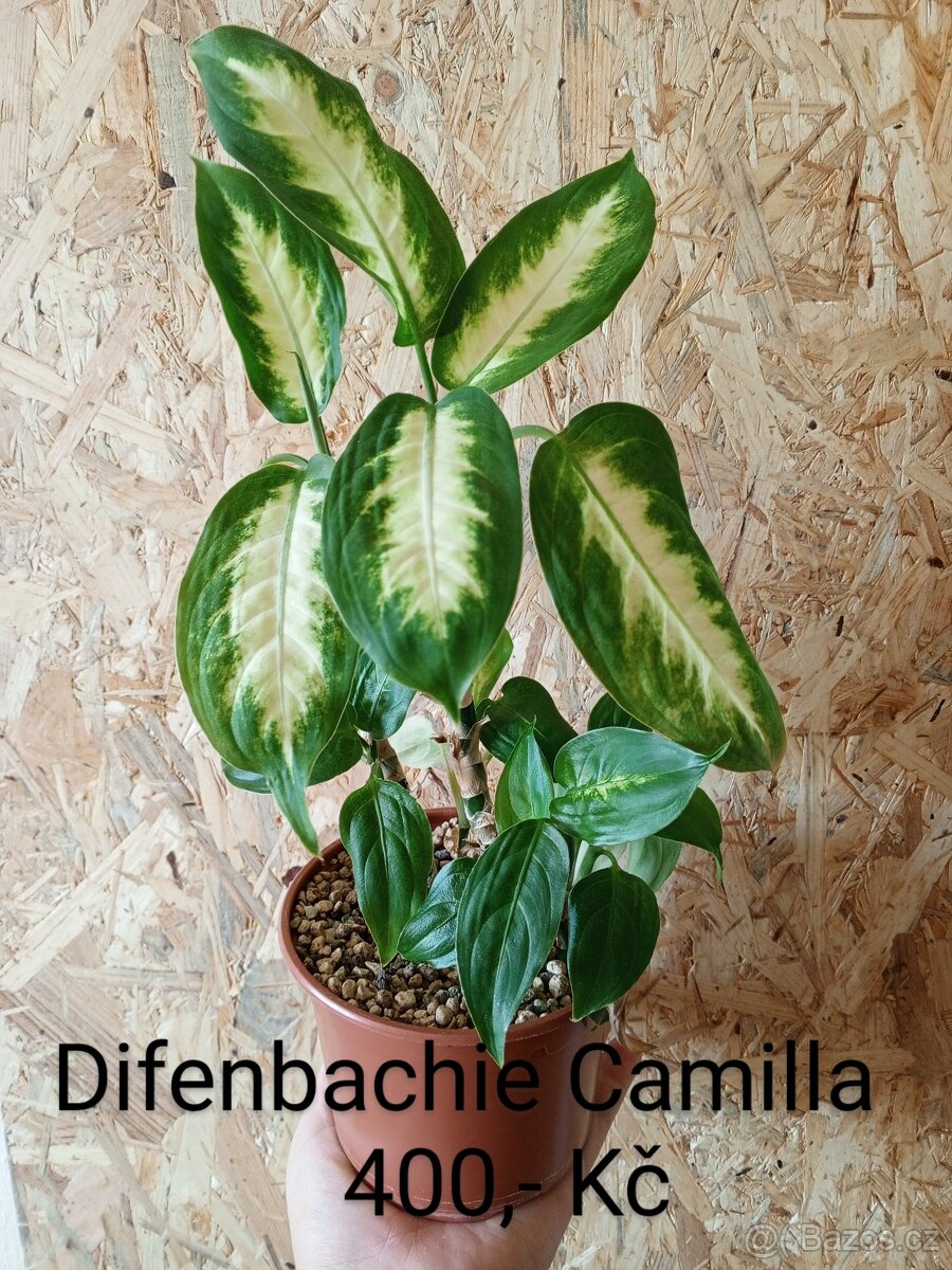 Pokojové rostliny - 6