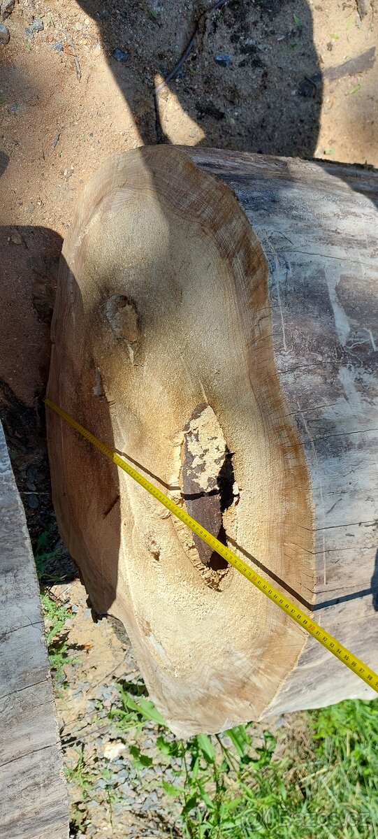 Dutý kmen jilm horský - 6