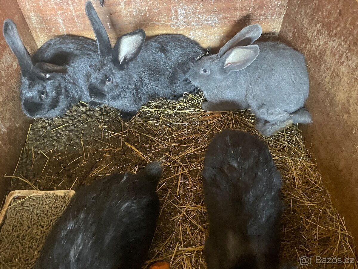 PRODÁM 75 % KŘÍŽENCE S BELGICKÝM OBREM MODRÝM - 6