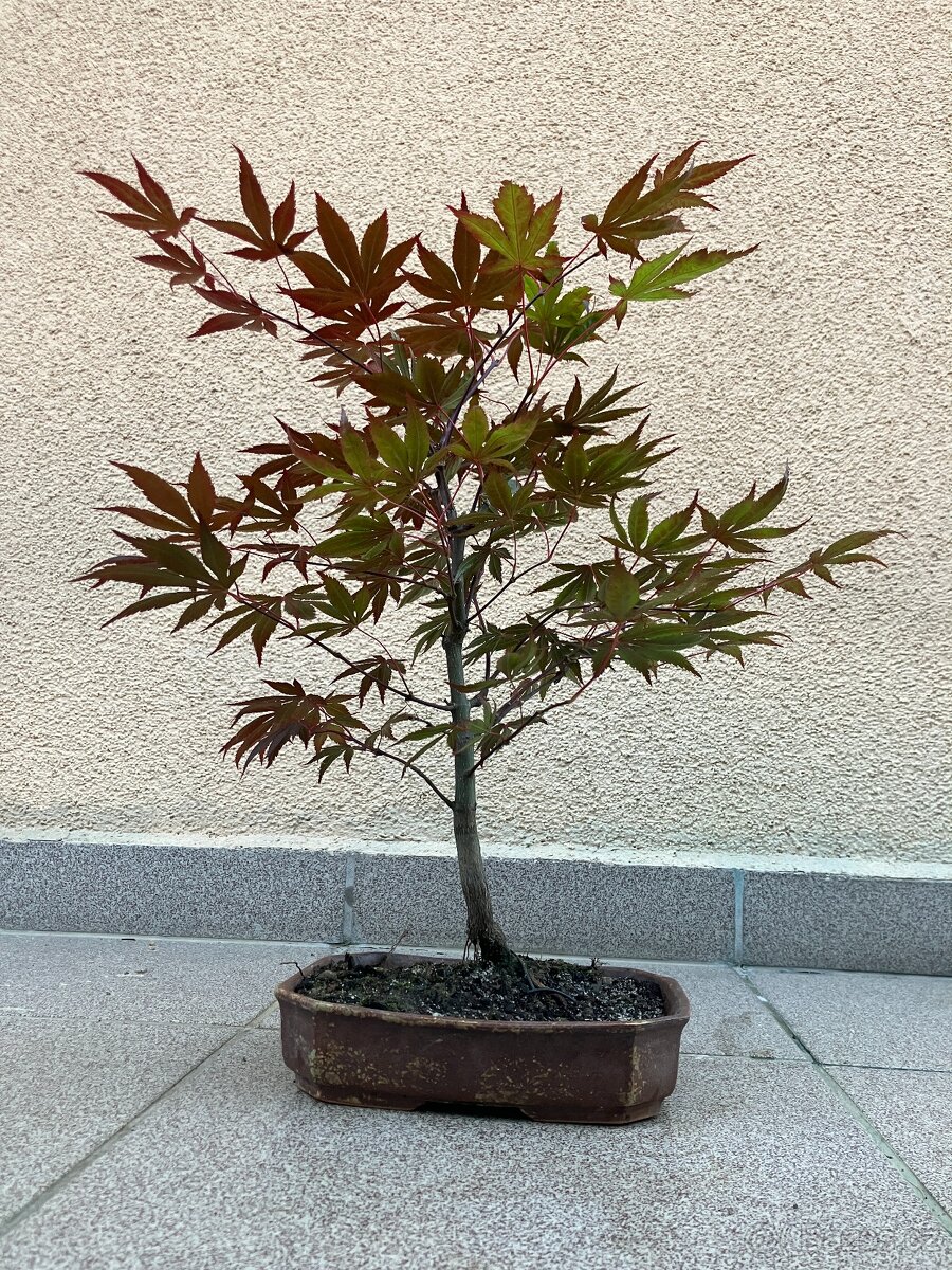 Bonsai, Bonsaj, japonský javor - 6