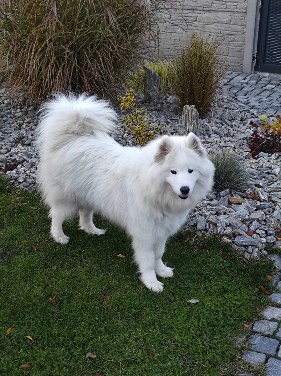 Samojed štěňata - 6