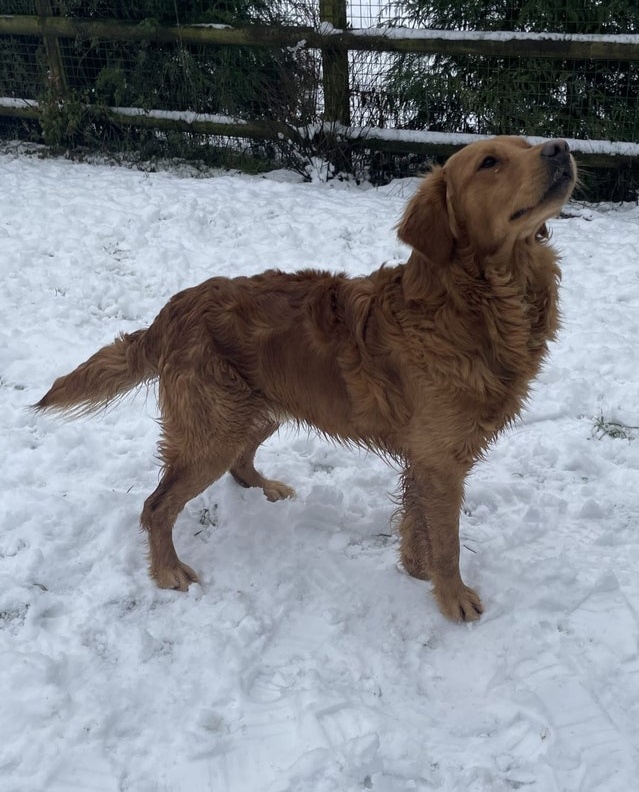 Zlatý retrívr štěňata bez PP - 6