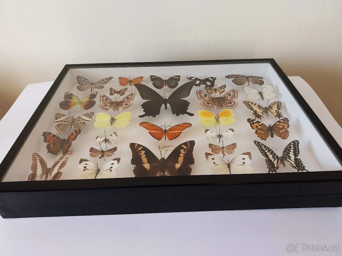 Prosklená vitrína s motýly - 6