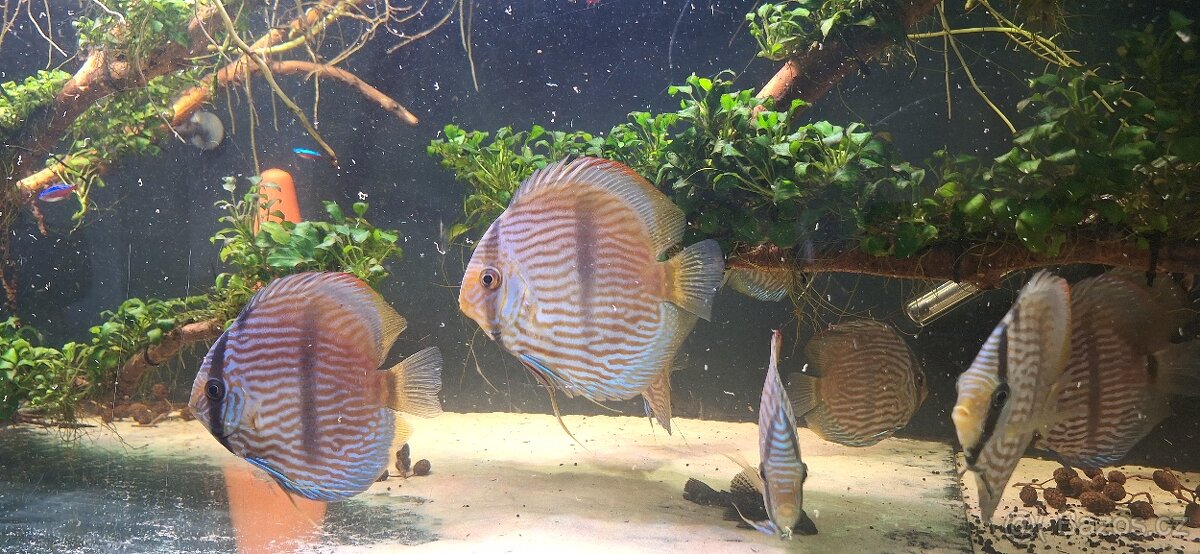 ‼️🔥Wild Nhamunda Heckel🔥‼️ - 6