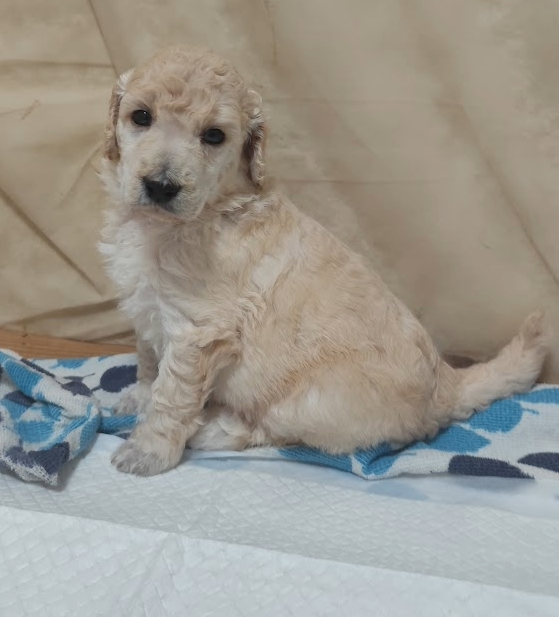 Pudl velký bílý - 6