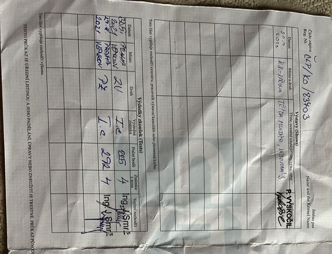 Fena NKO (Německý krátkosrstý ohař) - 6