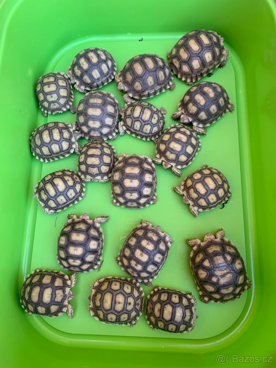 Želva ostruhatá (Sulcata) - 6