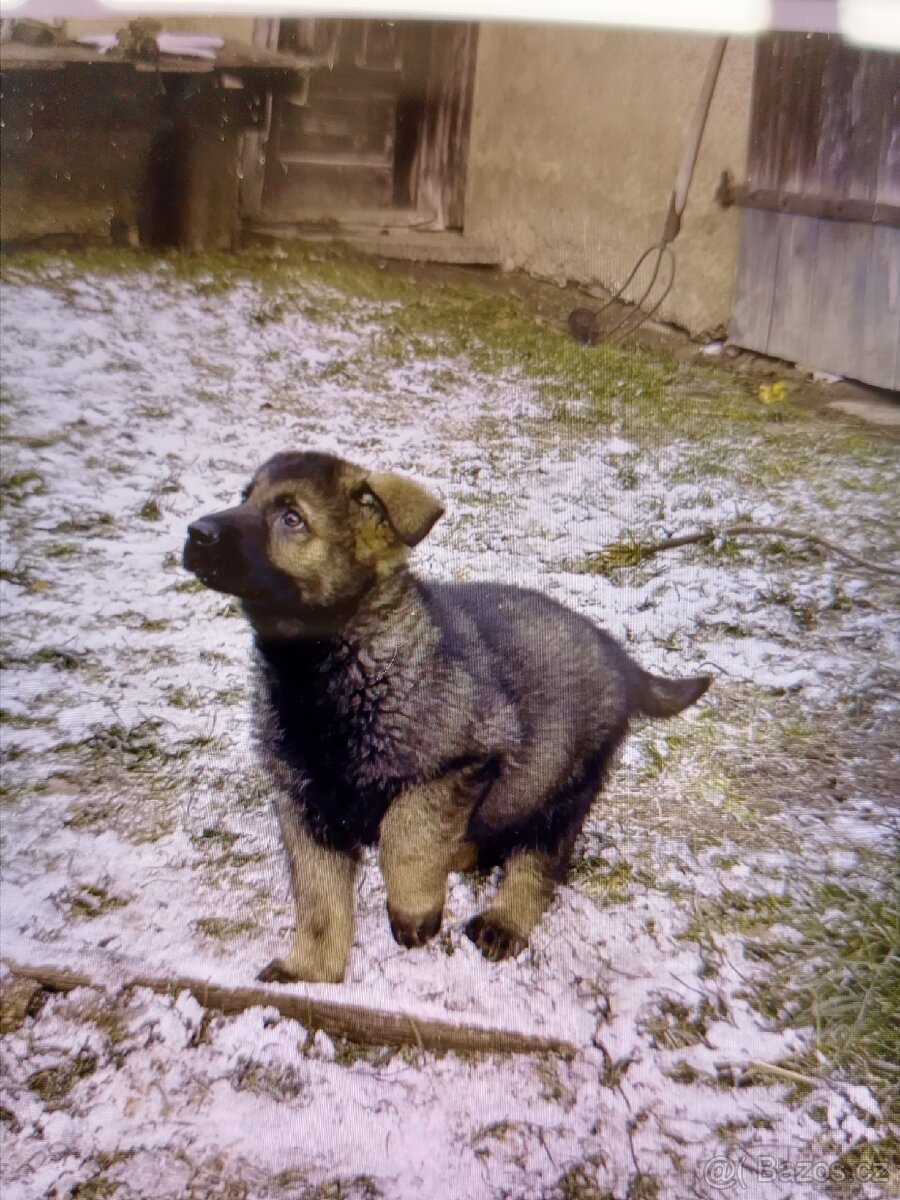 Německý ovčák - 6