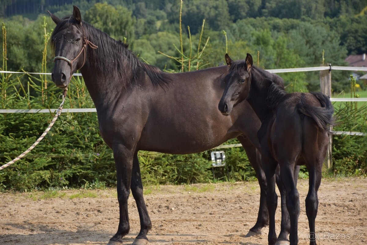 Lusitano černý hřebeček 2025 - 6