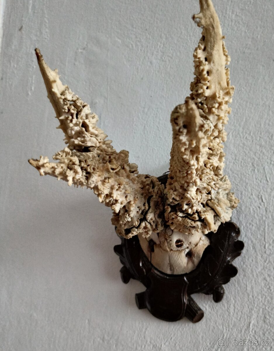 Prodám paroží - 6