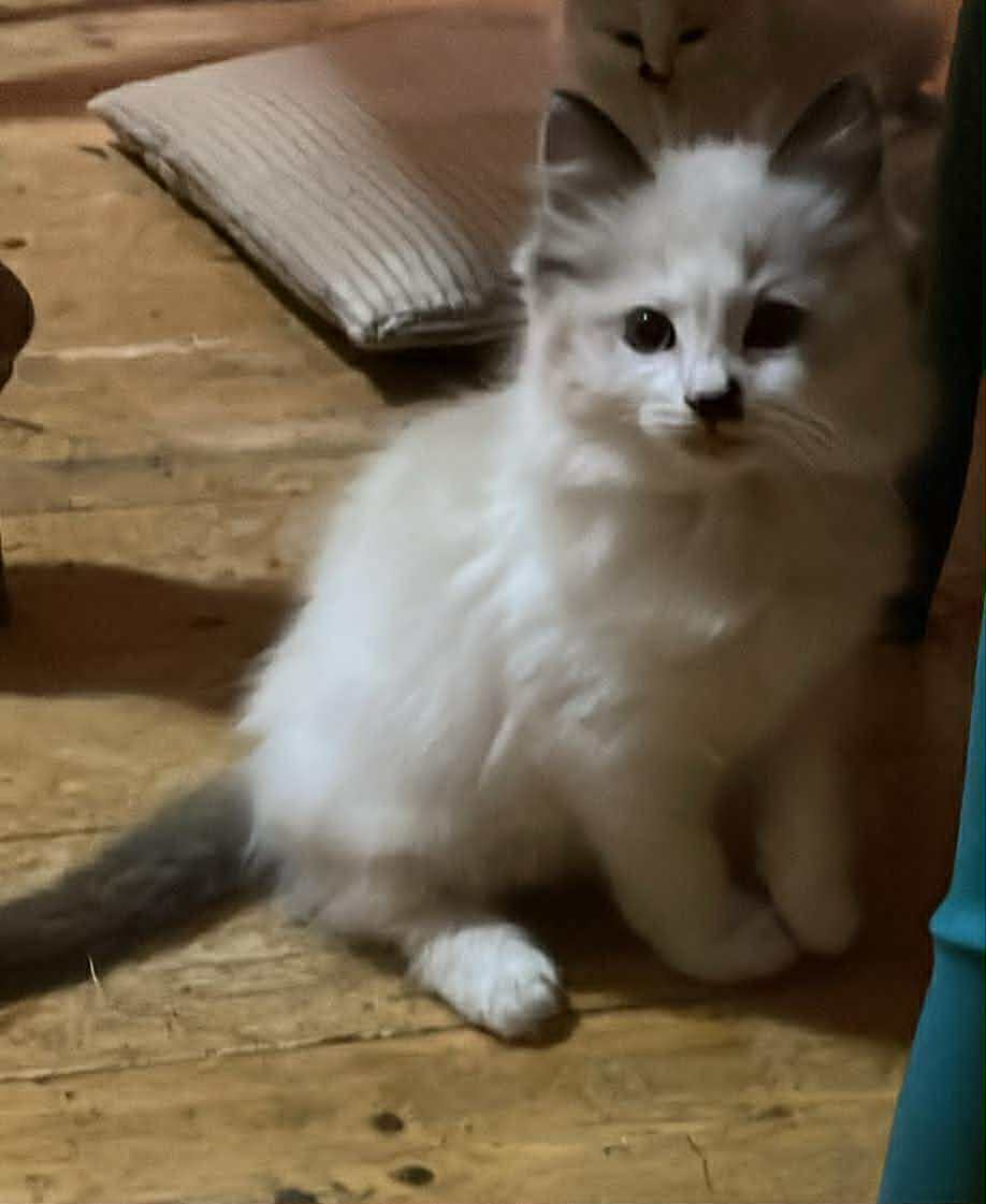 Ragdoll - koťata/kocourci bez PP - 6