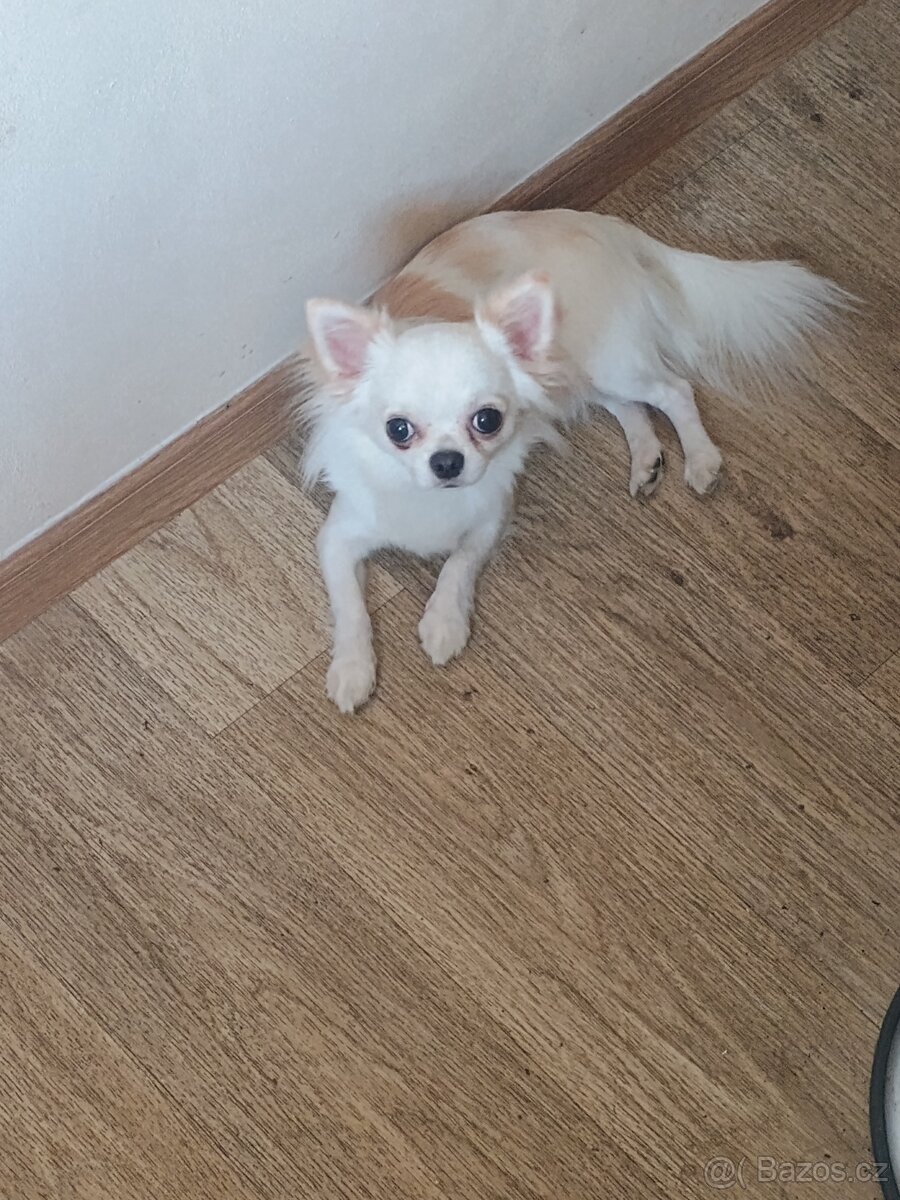 Čivava s PP na krytí - 6