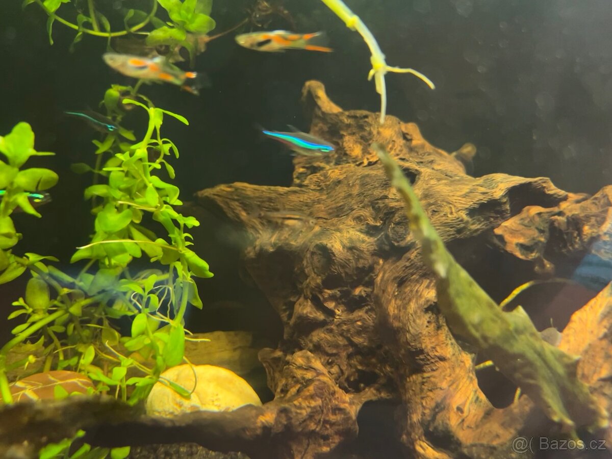 Akvárium INVITAL 60L. S rybičkama a filtrem Oase Bioplus 100 - 6