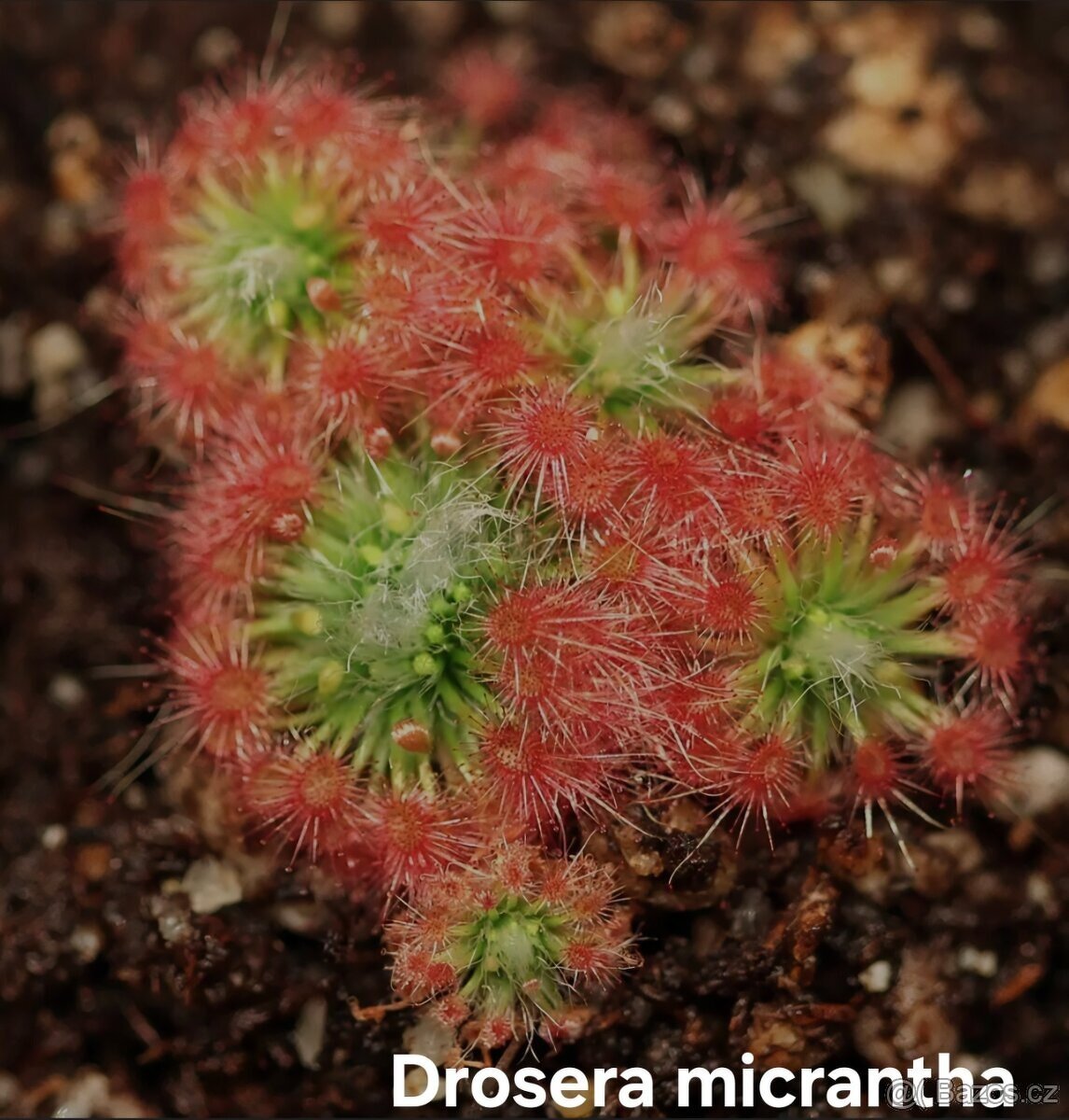 Masožravé trpasličí rosnatky - 6