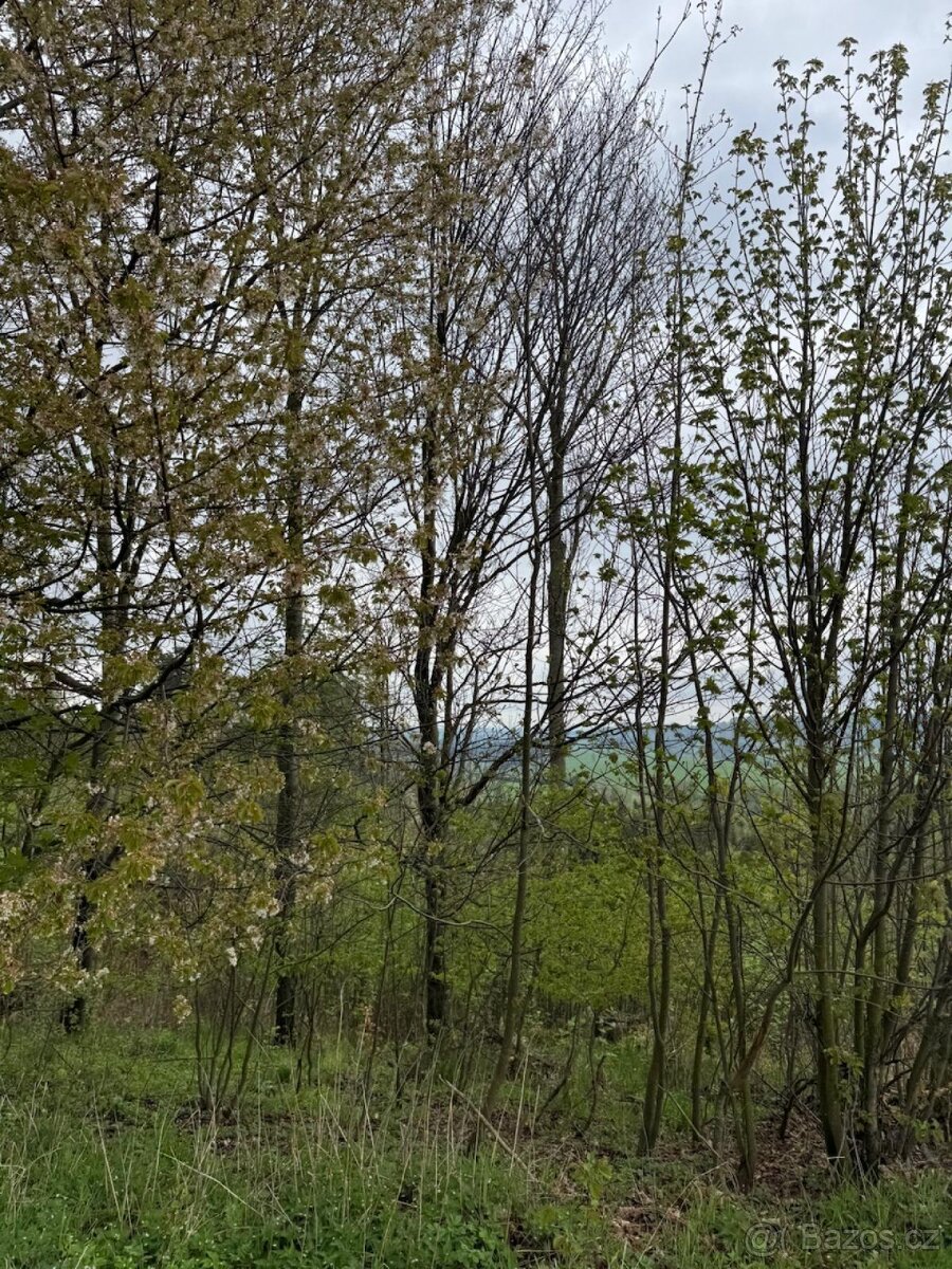 Prodám lesní pozemky v k.ú. Bukovina u Čisté. - 6