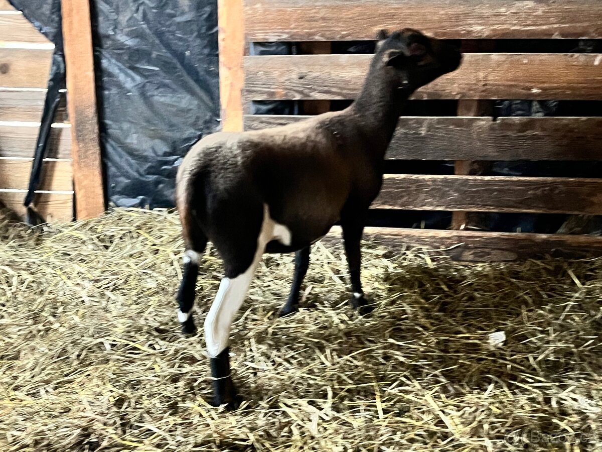 Kamerunská ovce - 6