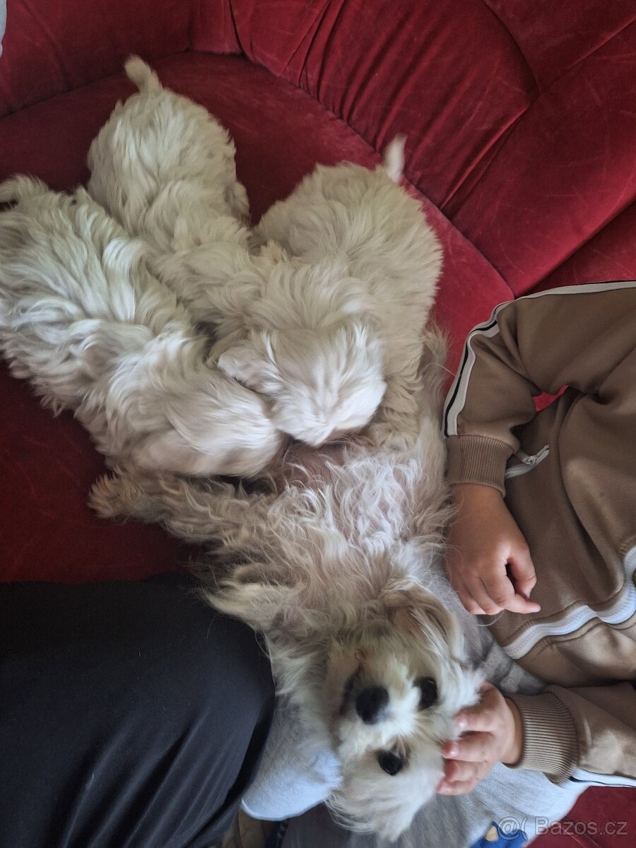 Maltezský psík štěnátka - 6