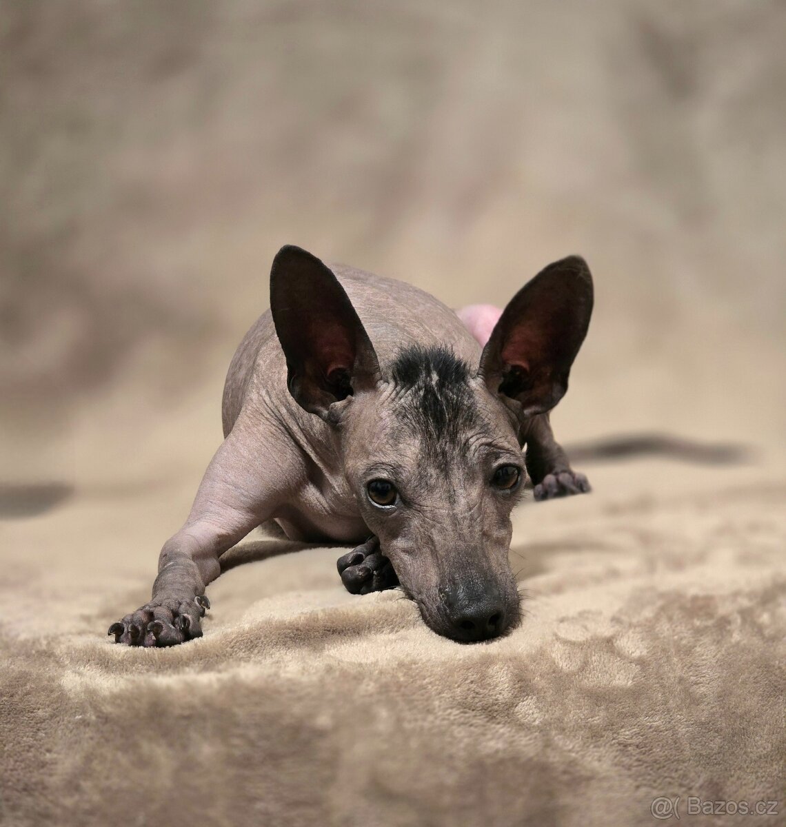 Mexický naháč miniatúrny- mini xolo s PP - 6