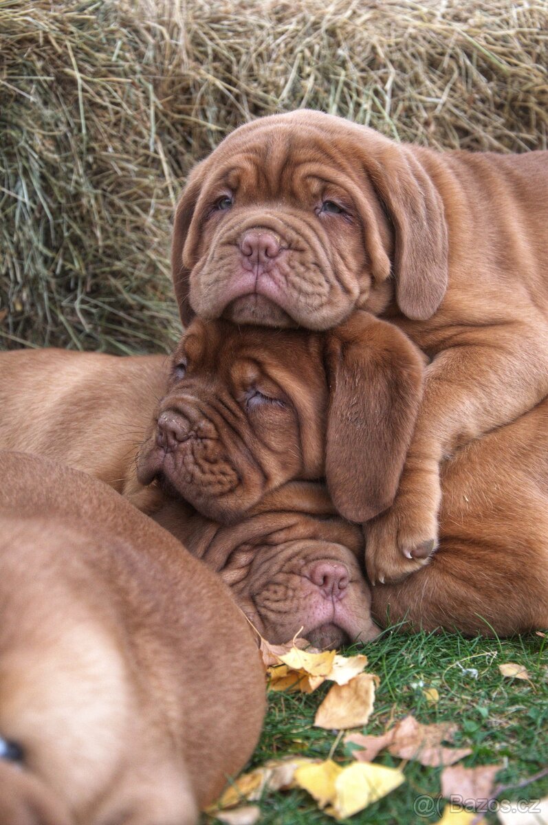 Bordeauxska doga, bordo doga, Dogue de Bordeaux - 6