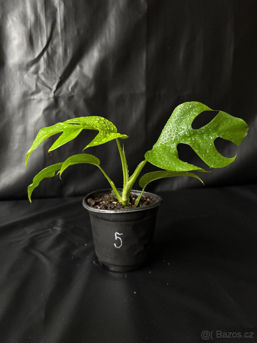 Monstera minima (Rhaphidophora tetrasperma) - 6