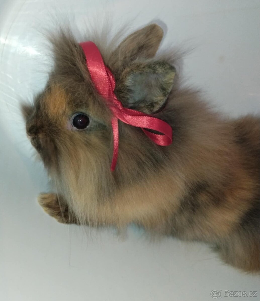 Zakrslý králíček bez PP samička Christie - 6