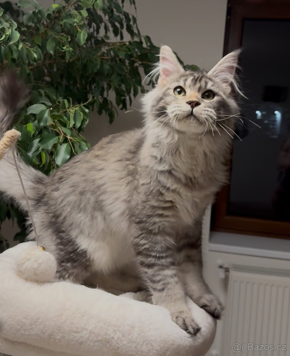 Mainská mývalí koťata s PP - 6