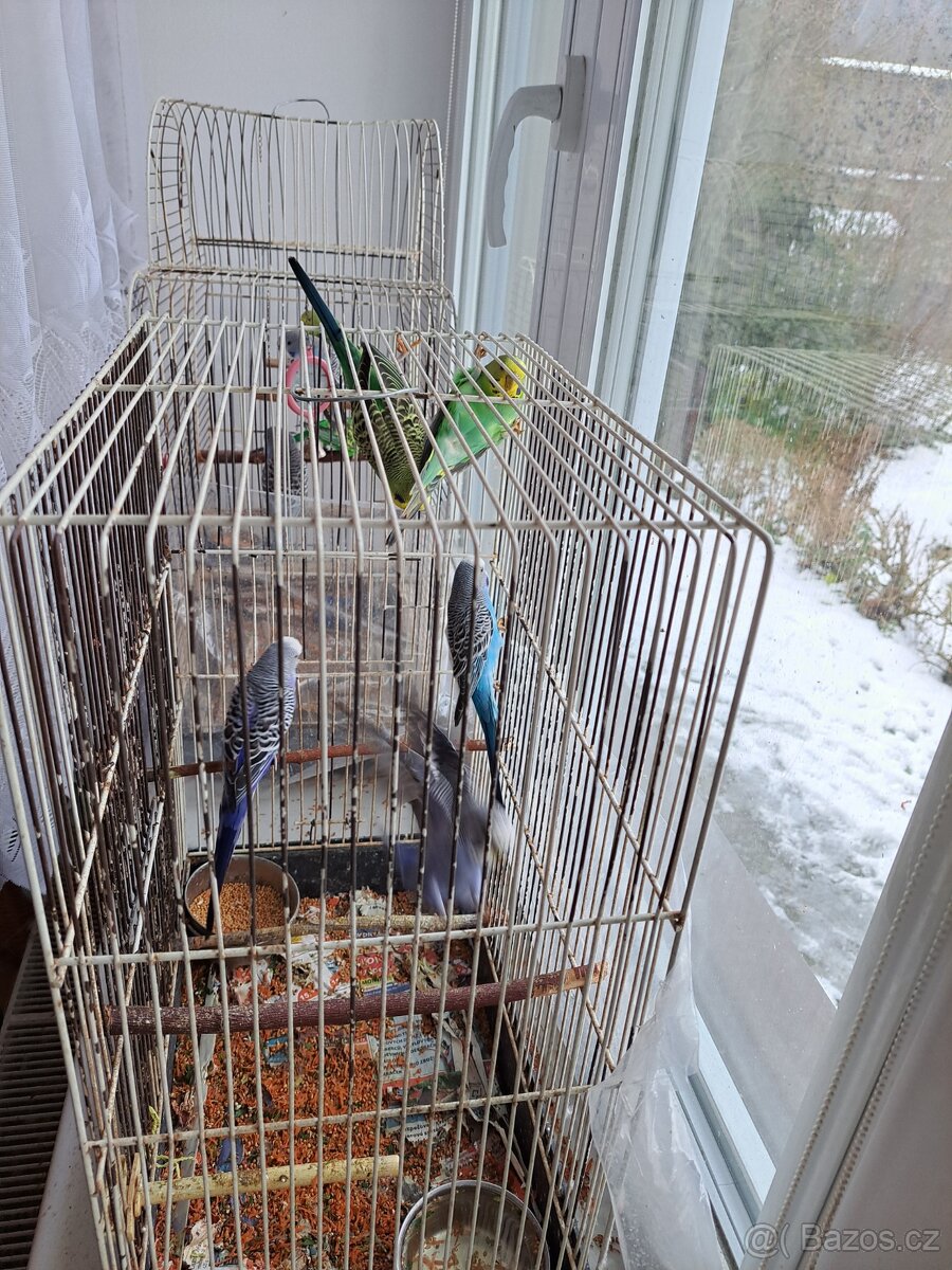 Andulka vlnkovaná - mláďátko - sameček - 6