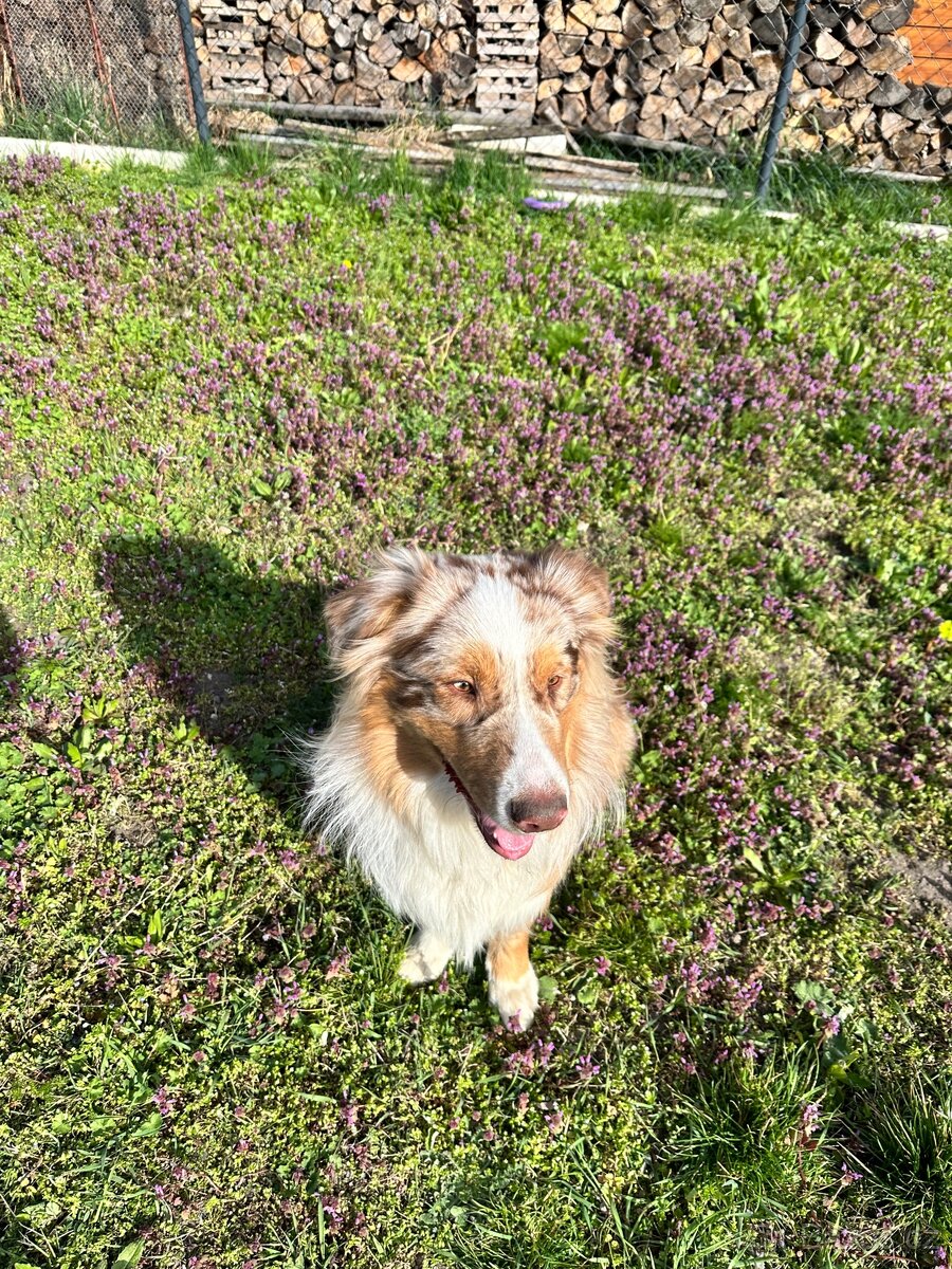 Australský ovčák bez PP - 6