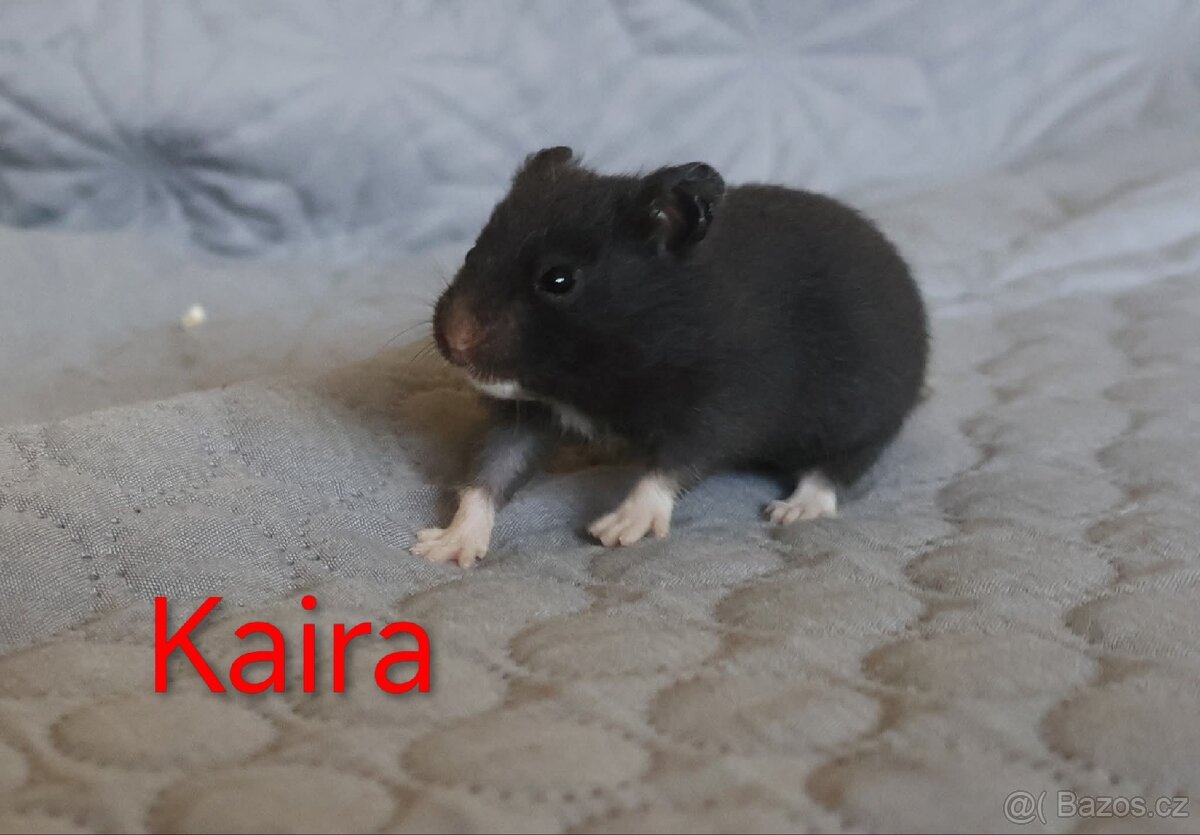 Křeček syrský s PP - vrh K - 6