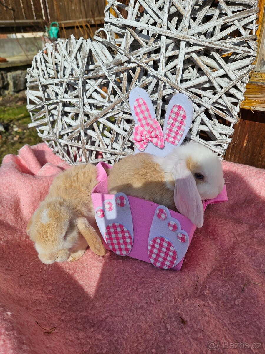 Zakrslý králík - 6