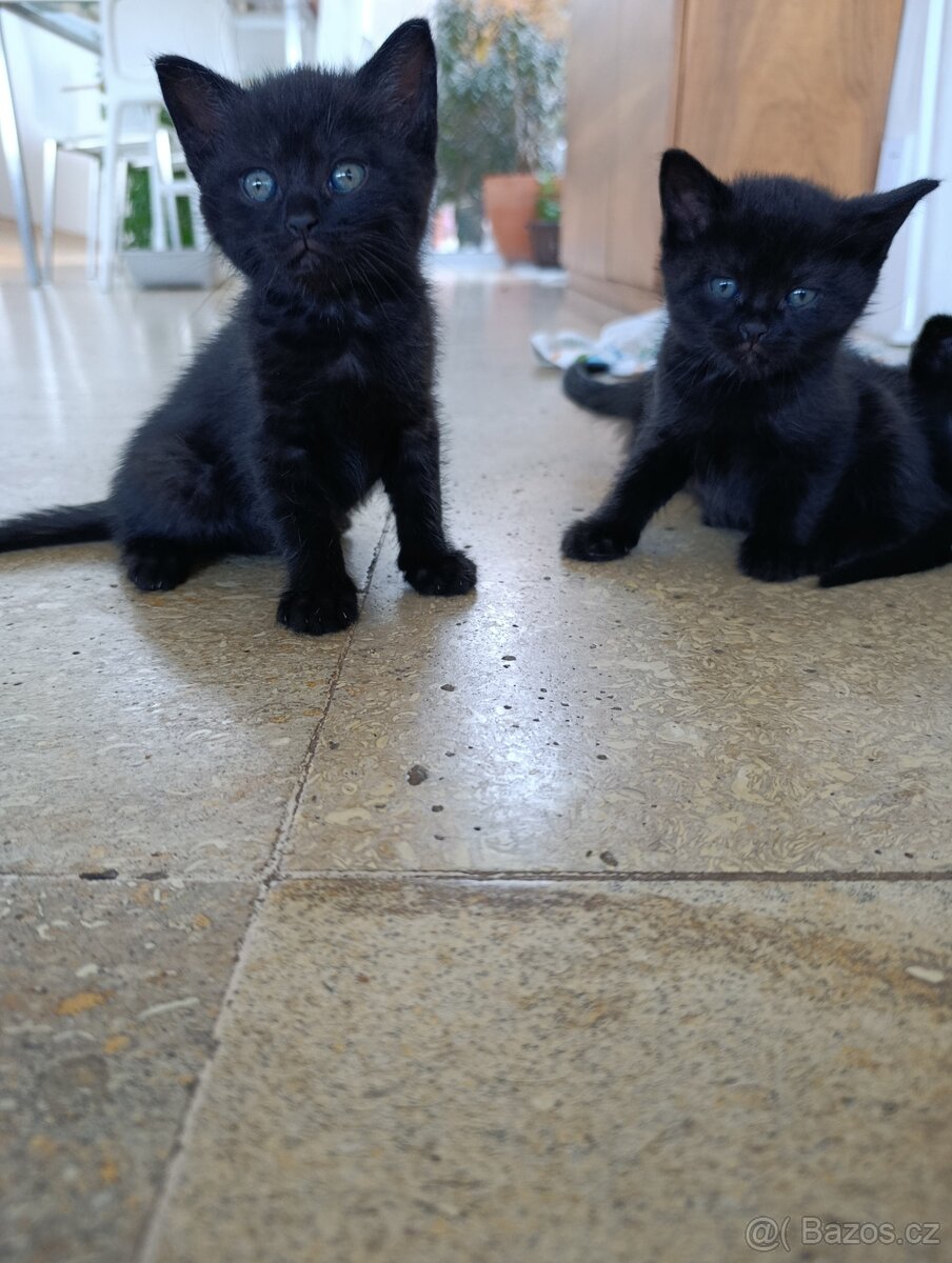 Britské koťátko - 6